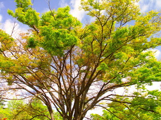 新緑の公園の欅と青空