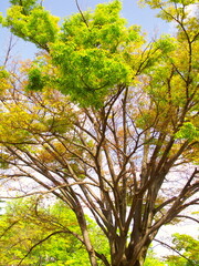 新緑の公園の欅と青空