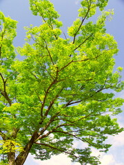 Obraz premium 新緑の公園の欅と青空