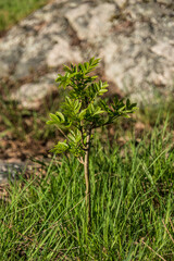 Stockholm, Sweden May 19, 2021 A sapling growing in the forest.