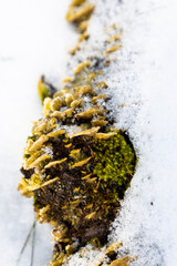 Moss and mushrooms growing on a snow-covered log