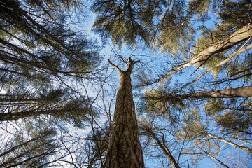 Trees and the sky in winter