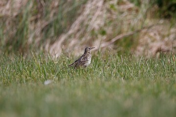 Meadow Pipit searching for food to feed the chicks.