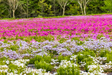 カラフルで綺麗な瑞々しい芝桜