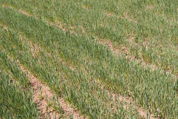 Young wheat seedlings growing in a field.