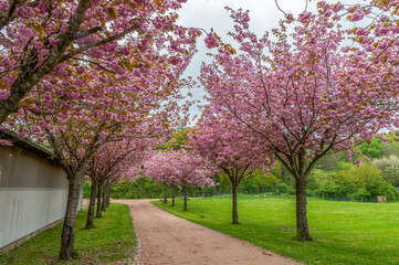 Japanese cherry trees on the avenue