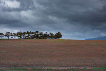 A row of trees on a hill with stormy looking clouds