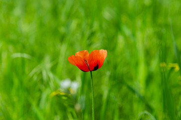 Blooming wild red poppy flower on a blurred background of green grass. Natural background.