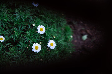 Daisies on green shrub framed buy a dark object