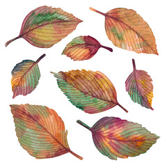 watercolor set of autumn colorful leaves