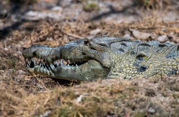 American crocodile gauards her nest from vultures.
