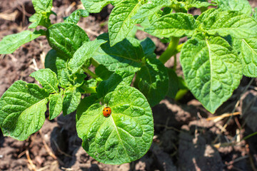 A bush of young potatoes with a ladybug on a green leaf. Agriculture and pest control