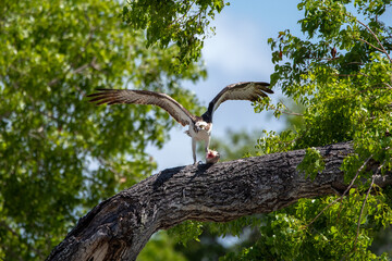 Osprey in Everglades National Park