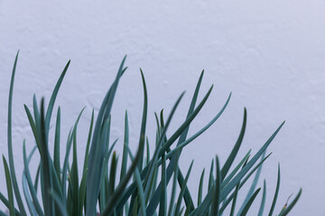 Long leaved succulent plant in front of white wall