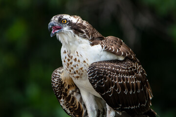 Osprey in Everglades National Park