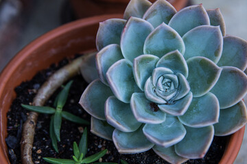 Top down photo of rose succulent in pot