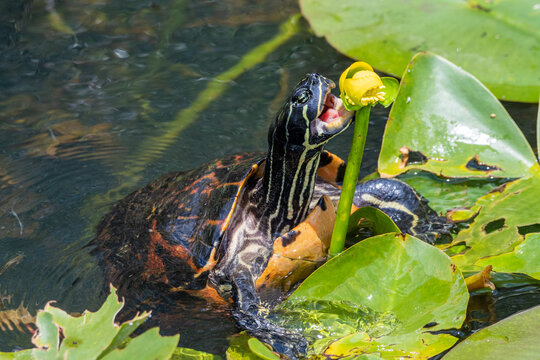 Florida red-bellied turtle eating a yellow pond lily