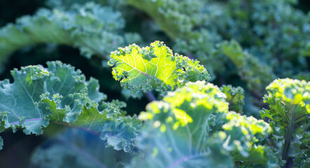 Fresh salad leaves in the garden