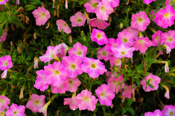 Fototapeta na wymiar Bright pink petunia flowers for a background