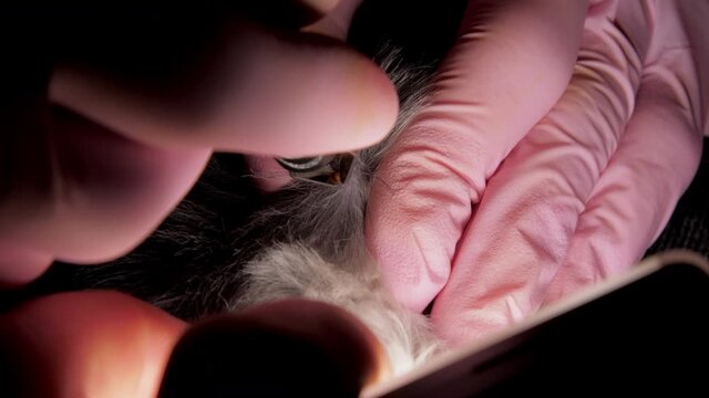 Professional vet in sterile gloves takes mite out from Shih tzu skin with metal tweezers under electric light super closeup