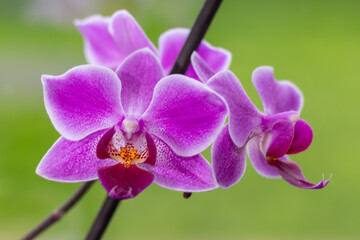 knabenkräuter - Orchidee