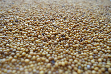 Mustard seeds close-up with blur effect.