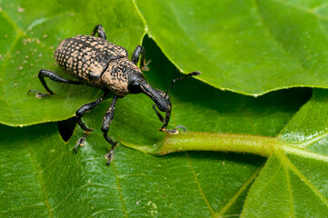 Adult fig tree weevil (aclees cribratus Gyllenhy). This beetle native to Southeast Asia is infesting the fig trees of central Italy.