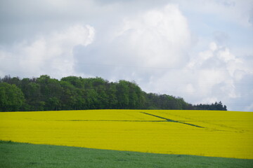 Rapsfeld