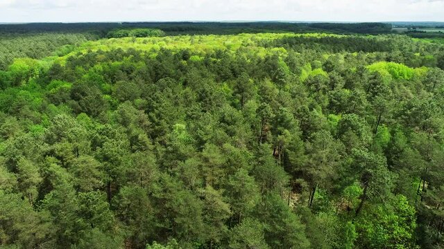 Vue a&eacute;rienne de la foret de Berc&eacute; dans la sarthe au printemps