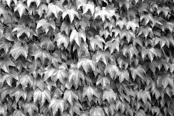 Natural fence made of green leaves plant.