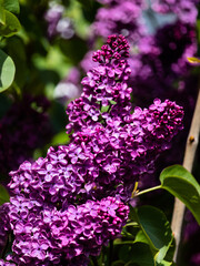 Fliederblüte lila