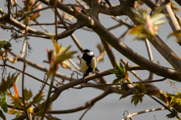 great tit / titmouse on a tree