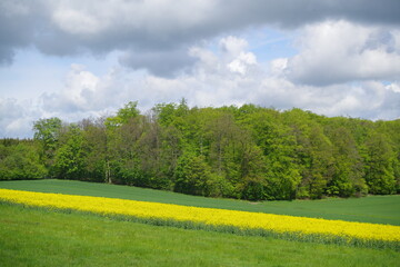 Rapsfeld