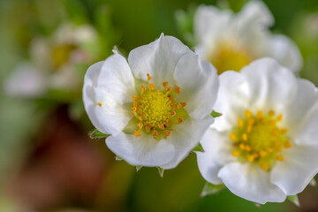 Macro photography of a blooming strawberry flowers.
