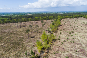 Fototapeta na wymiar Photo aérienne de la forêt de Bercé dans la Sarthe. Prise de vue par drone d'une forêt qui à été partiellement déforesté. 