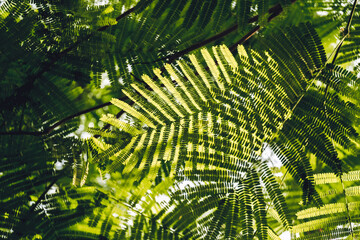 Close-up of Leaves of The Flame tree (Delonix regia (Hook.) Raf.). Green leaf background concept. Natural environment wallpaper.