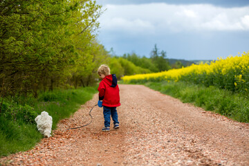 Obraz premium Cute little toddler child, blond boy, walking his little pet dog in the rural, rapeseed field next to him