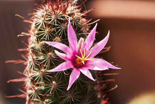 Close-up view of mammillaria beneckei  cactus flower