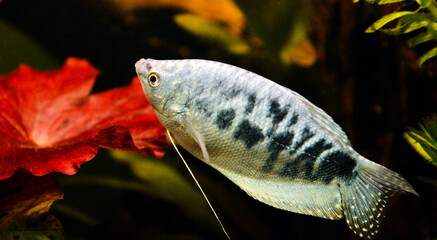 A beautiful blue fish of type three spot gourami and variety opaline gourami or blue gourami. This...