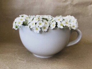  White flowers in white cup
