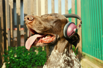 Dog listening to music. Summer time background. Funny pets. 