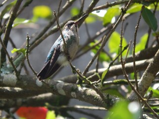 Obraz premium spotted woodpecker