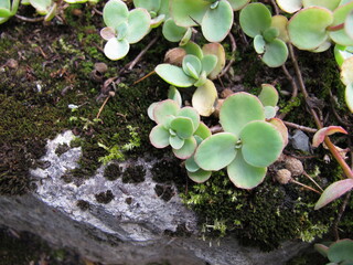 October stonecrop, Sedum sieboldii, in rock garden