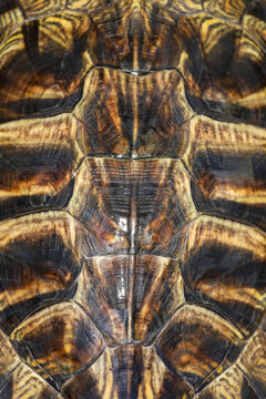 Close up japan turtle skin for animal texture
