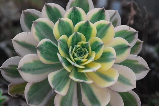 Yellow-green leaves of the Aeonium succulent plant,