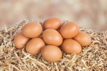 Chicken egg on gray light bokeh nature background.