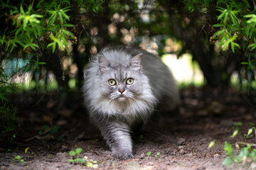 Naklejka na ściany i meble gray silver tabby british longhair cat walking under a bush looking at camera curiously outdoors in nature