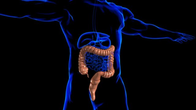 Large Intestine 3D Illustration Human Digestive System Anatomy