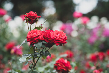 Fototapeta premium 梅雨空の赤い薔薇
