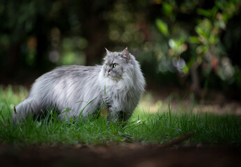 gray silver tabby british longhair cat standing on green meadow outdoors near forest in nature looking back